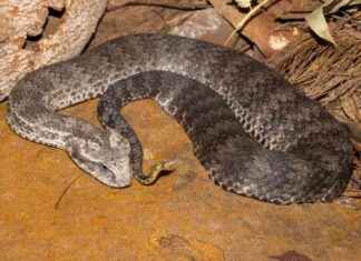 Navigating the Dangers of Evolutionary Traps in Animals news-01102024-075109