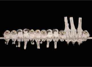 Incredible Bird Photography: Capturing Life in Flight news-01102024-075731