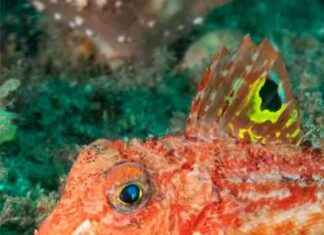 Uncovering How Legged Fish Use Their Limbs to Locate Food news-01102024-080259