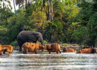 Discover the Secret Playgrounds of Elephants and Gorillas: A Hidden Wildlife Haven news-02102024-193042