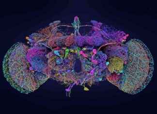 Mapping the Fruit Fly Brain: Unveiling the Largest Neuron Map in Exquisite Detail news-04102024-063157