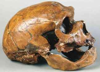 Neanderthals and Modern Humans Interbred in Iran: Study Results news-04102024-215638