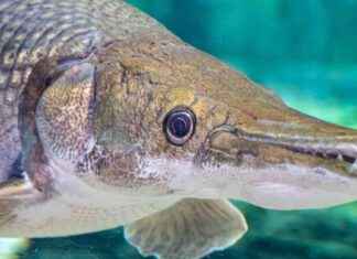 Alligator Gar: A Living Fossil That Has Barely Evolved in 100 Million Years news-05102024-160339