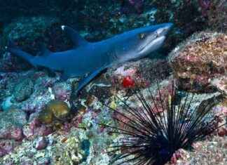 Shark Feeding Frenzy: Watch Sharks Devour Sea Urchins in Incredible Video news-06102024-221754