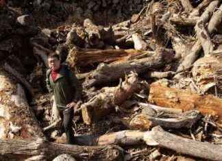 Unlocking the Secrets of Ancient Driftwood for Climate Change Solutions news-08102024-225954