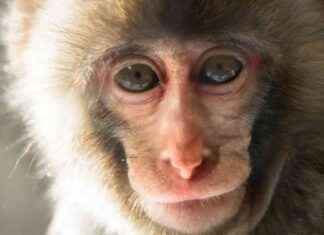 Restoring Monkey’s Vision: Human Stem Cell Patch Success news-08102024-230100