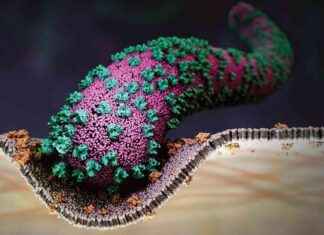 Containing Marburg Virus Outbreak in Rwanda: Strategies and Successes news-09102024-045936