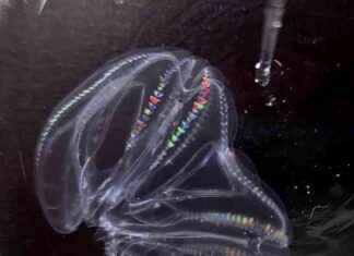 Two Butted Comb Jelly: A Rare Case of Two Individuals Fused Together news-09102024-050006