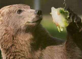 Pioneering Surgery for Boki the Bear: Draining Skull Fluid to Stop Seizures news-09102024-105925