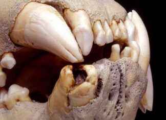 Uncovering Tsavo’s Man-Eating Lions: Latest DNA Discoveries news-11102024-234927