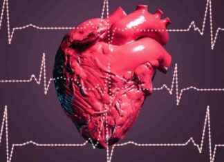 Heart Rate: Daily and Lifetime Average Beats news-13102024-201921