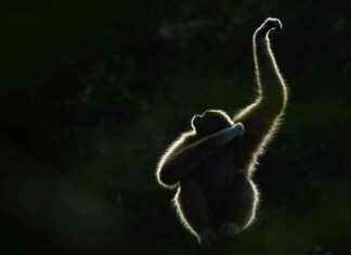 Gibbon Dance: Female Primates ‘Vogue’ and Perform for an Audience news-14102024-150440