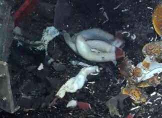 Giant Ghostly White Worms Reproducing at Seafloor Tectonic Plate Boundaries news-15102024-212511