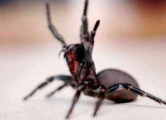 Spider Venom-Based Drug: Reversing Heart Attack Damage news-16102024-214949