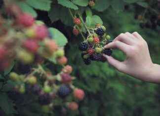 Imagining a New Economy: Braiding Sweetgrass Author’s Book Review news-17102024-095150