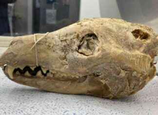 Unveiling the Complete Tasmanian Tiger Genome from a 110-Year-Old Pickled Head news-17102024-095408