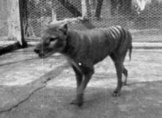 Reviving the Tasmanian Tiger: Scientists’ Breakthrough in Extinction Reversal news-17102024-155115