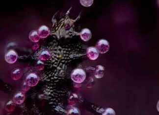 Exploring the Microscopic World: 20 Incredible Images of Weed, Brains, and Spider Eyeballs news-18102024-043416