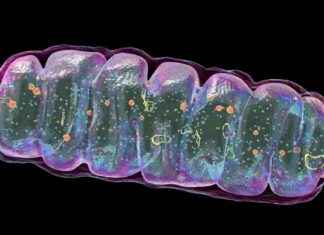 Mitochondrial Dysfunction Linked to Crohn’s Disease Development news-18102024-043545