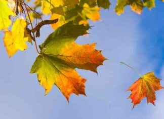 How Climate Change Affects the Colors of Fall Leaves: A Guide to Tree Health news-18102024-164237