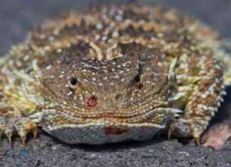 Short-horned Lizard: Facts about the Inflatable ‘Horny Toad’ with Toxic Blood Squirt news-19102024-165209