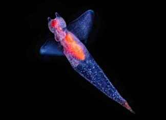 Unusual Feeding Habits of Deep Sea Creatures: An Ancient and Complex Game news-19102024-165240