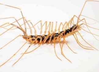 Embracing Scientific Uncertainty: Jeff VanderMeer’s Inspiration for Weird Fiction news-22102024-233420