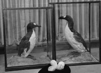 The Great Auk: Human Assault on the Species and Its Fate news-23102024-054413