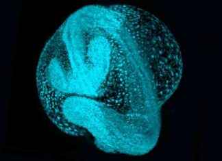 Embryo Development Atlas: Cell Movement and Growth Unveiled news-24102024-180740