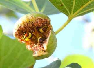 Alcohol-Tolerant Hornets: Thriving without Getting Buzzed news-25102024-000859