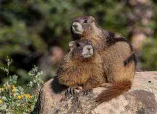 Study Finds Wild Animals with Trauma Have Lower Survival Rates news-25102024-001041