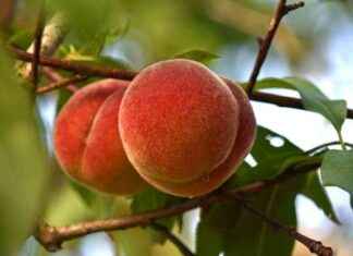 How Peaches Became an Icon of the U.S. Southeast: A Surprising Story news-25102024-182323