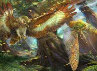 Evolutionary Impact of Jurassic Predatory Birds on Cicadas: A Long-Term Study news-26102024-002919