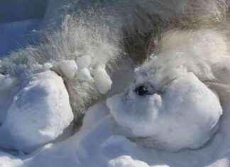 Polar Bears Face Severe Injuries and Ice Balls on Paws Due to Climate Change news-26102024-002950