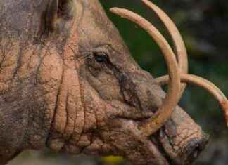 Babirusa: The Fascinating Evolution of Prehistoric ‘Deer’ Pigs news-26102024-183717