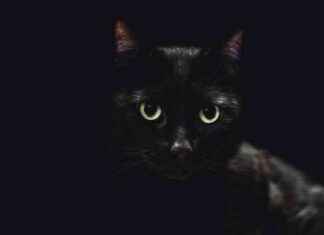 Exploring the Impact of Superstitions, Lore, and Myths on the Subconscious Mind news-28102024-004725