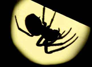 Revolutionizing Phobia Treatment: The Power of ‘Unconscious’ Therapies news-28102024-190627