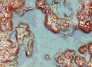 Maya City Uncovered: Thousands of Hidden Structures Revealed by Lasers in Mexico news-29102024-071210