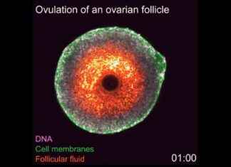 First-Ever Real-Time Video of Ovulation: Watch Now news-30102024-071808