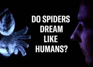 Can Spiders Dream Like Humans? Discover the Fascinating Truth behind Spider Dreams news-31102024-023431
