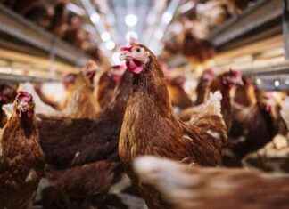 Potential Threat of Bird Flu and Seasonal Flu Virus Combination: Expert Warning news-31102024-023631