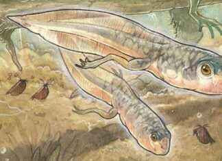 Oldest Tadpole Ever Found: Jurassic Giant Tadpole Fossil Discovery news-31102024-023824