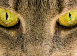 Enhanced Target Tracking with ‘Robotic Cat’s Eyes’ for Drones news-31102024-023902