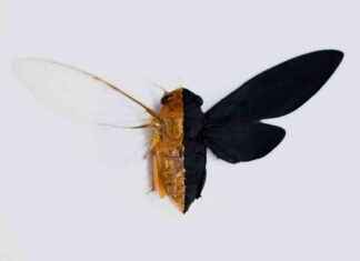 Exploring the Universe in 100 Colors: A Fascinating Scientific Journey news-31102024-143813