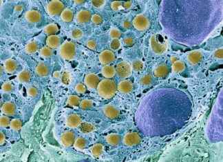 Scientists Reverse Type 1 Diabetes by Reprogramming Fat Cells news-01112024-052044
