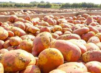 Energy-Saving Potato Variety: The Ultimate Roasting Spud in Britain news-01112024-171656