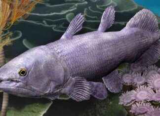 Ancient Giant Fish Fossils Found in Australia: Coelacanth, a Living Fossil, Still Exists news-03112024-083927