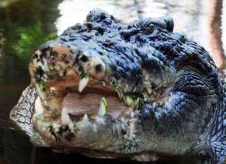 Cassius: World’s Largest Captive Crocodile, Possibly Over 120 Years Old news-04112024-222151