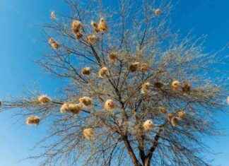 Avian Architectural Culture: A Study of Bird Nests and their Significance news-05112024-162336