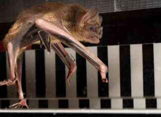 Understanding How Vampire Bats Use Blood for Energy: Treadmill Study news-07112024-161939